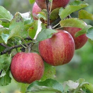 Jabloň domáca (Malus domestica) ´JONAGOLD´ - zimná, výška 130-150 cm, voľnokorenná